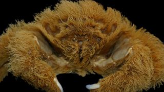 the newly-named sponge crab Lamarckdromia beagle photographed from the front; the crab is coated in fluffy orange sponge