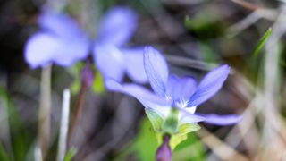 common blue violet New Jersey state flower