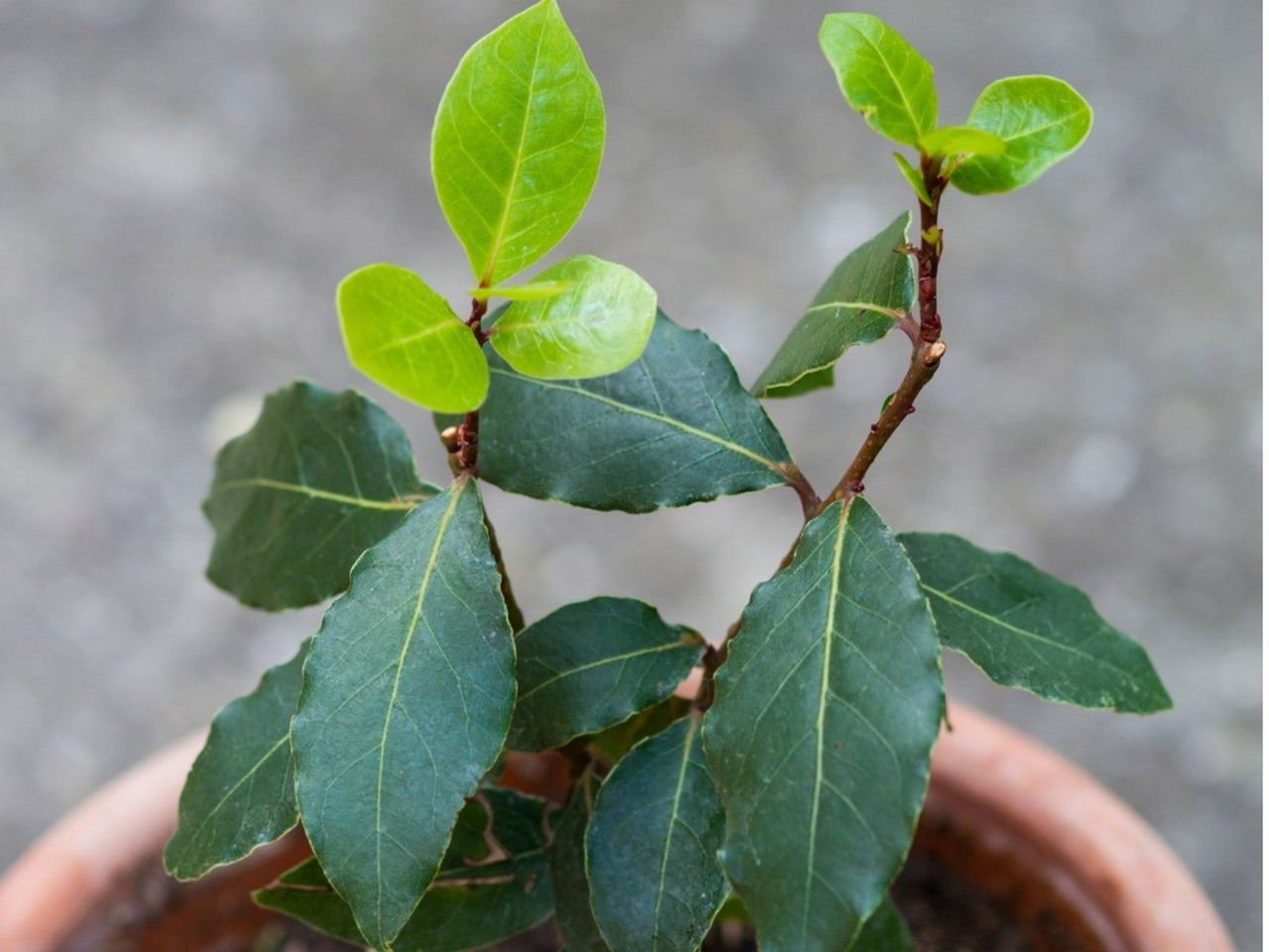 A bay laurel tree with new, bright green leaves growing in red container on pavement