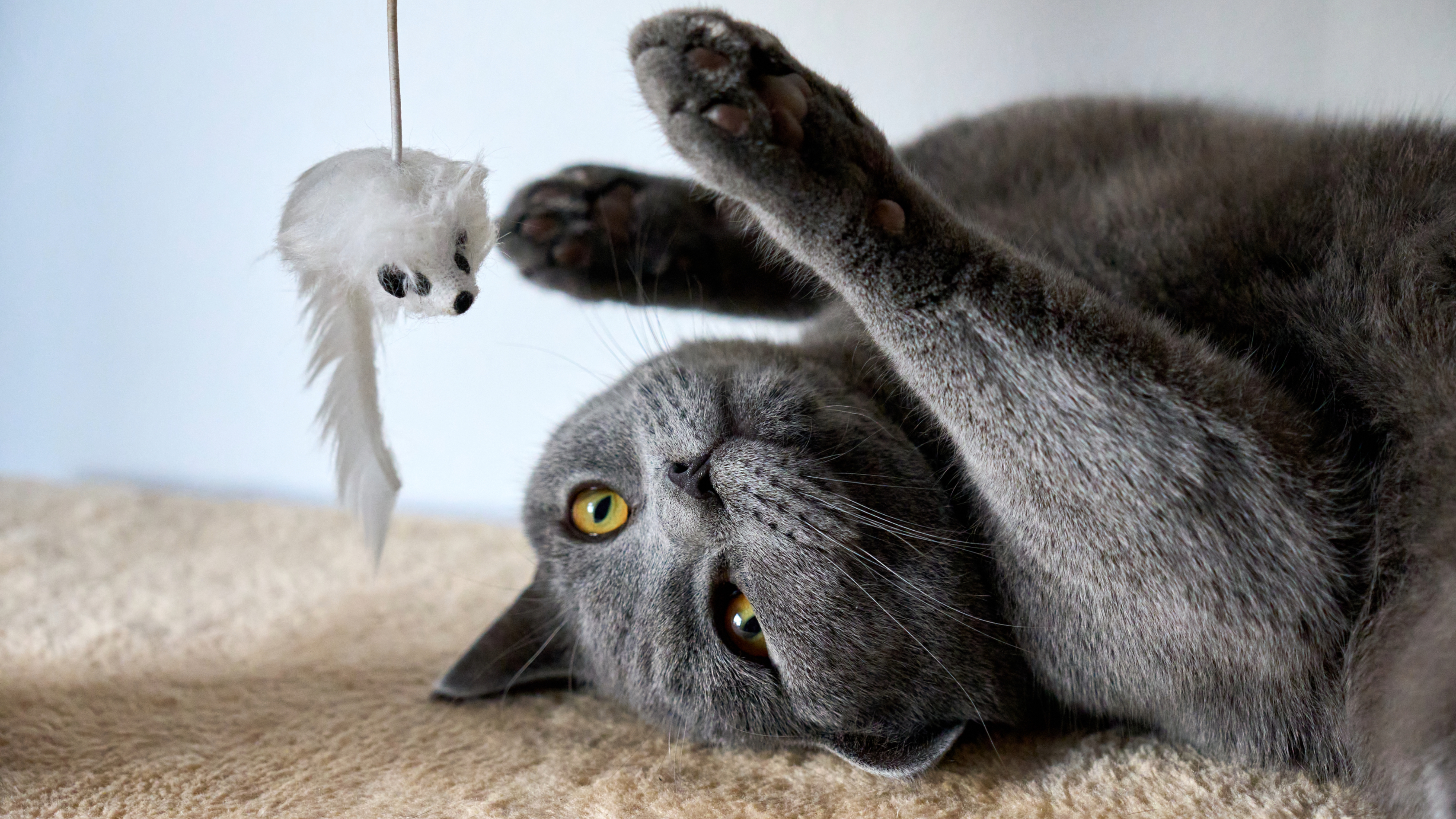 Cat playing with toy