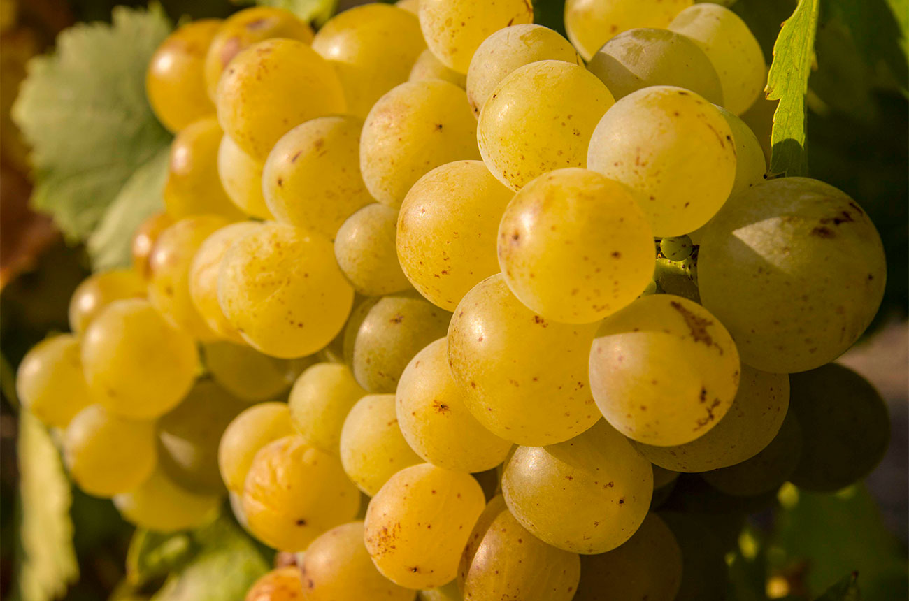 Asti white grapes