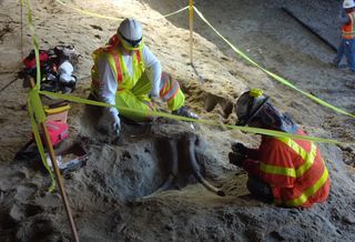 skull of a mammoth or mastodon under LA subway