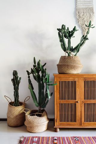 A living room with an array of potted cacti in jute baskets