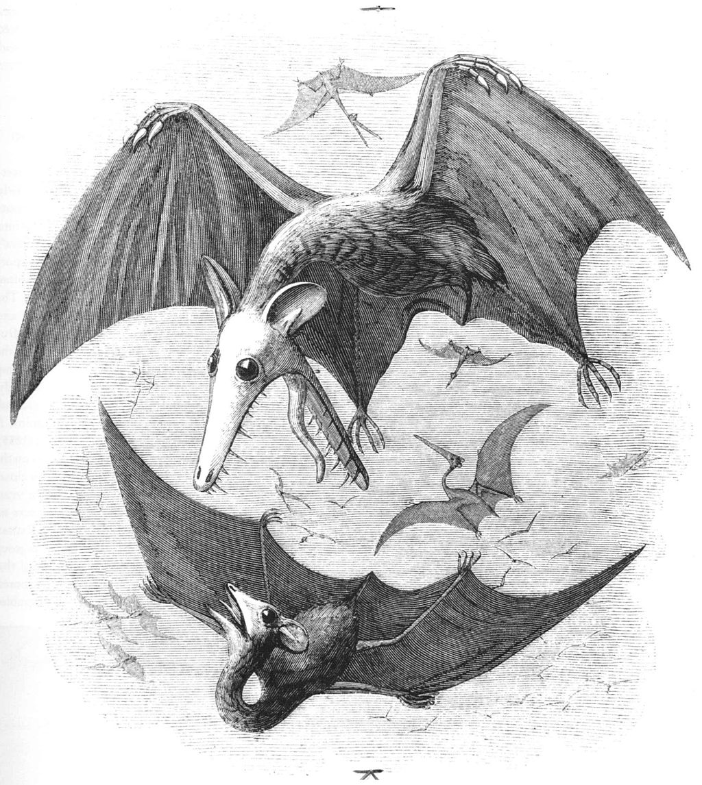 Life reconstruction of pterodactyls as flying marsupials by English naturalist Edward Newman in 1843.