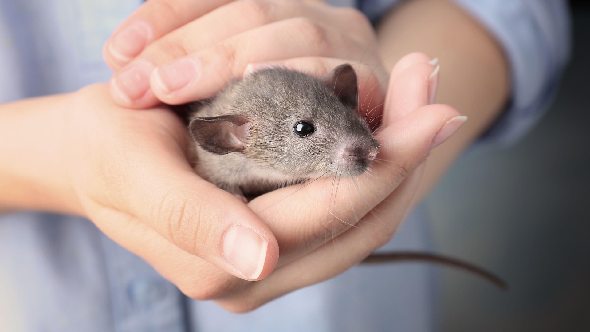 Rat being held