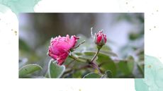 picture of pink roses with frost on them 