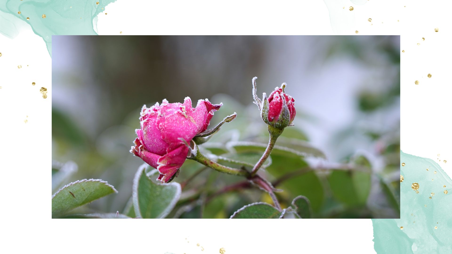 picture of pink roses with frost on them