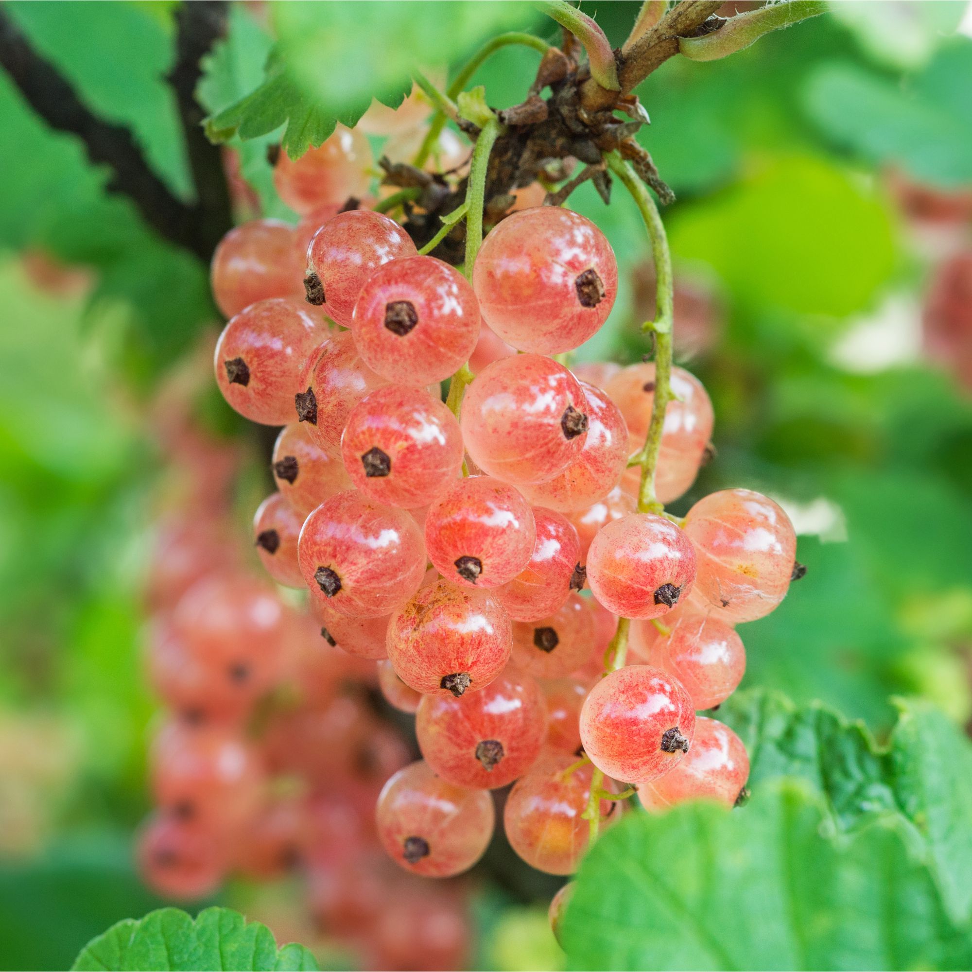 Pinkcurrants growing in garden