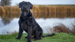 a giant schnauzer sits on the grass in front of a pond