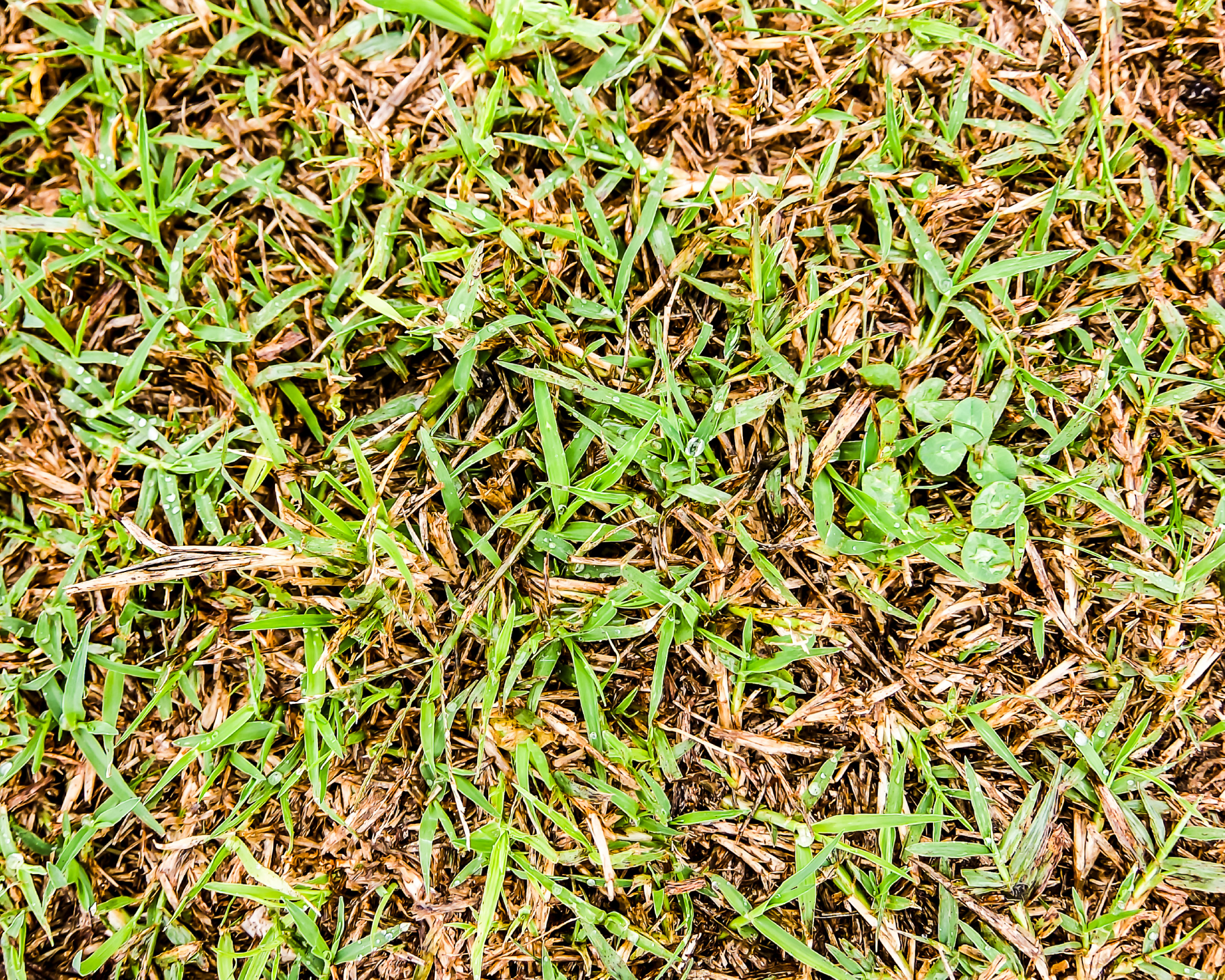 rust on lawn