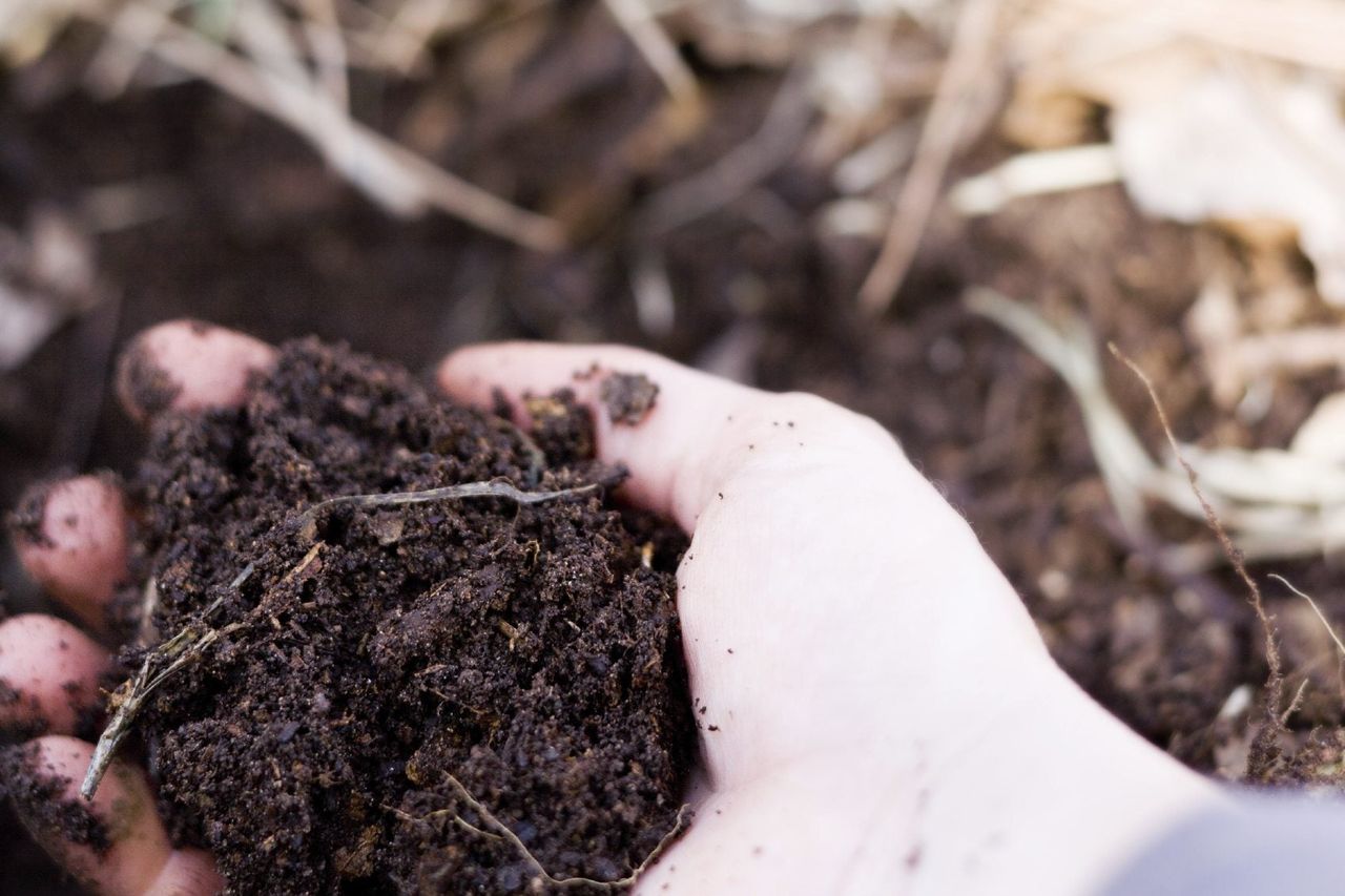 Hand Holding Garden Compost