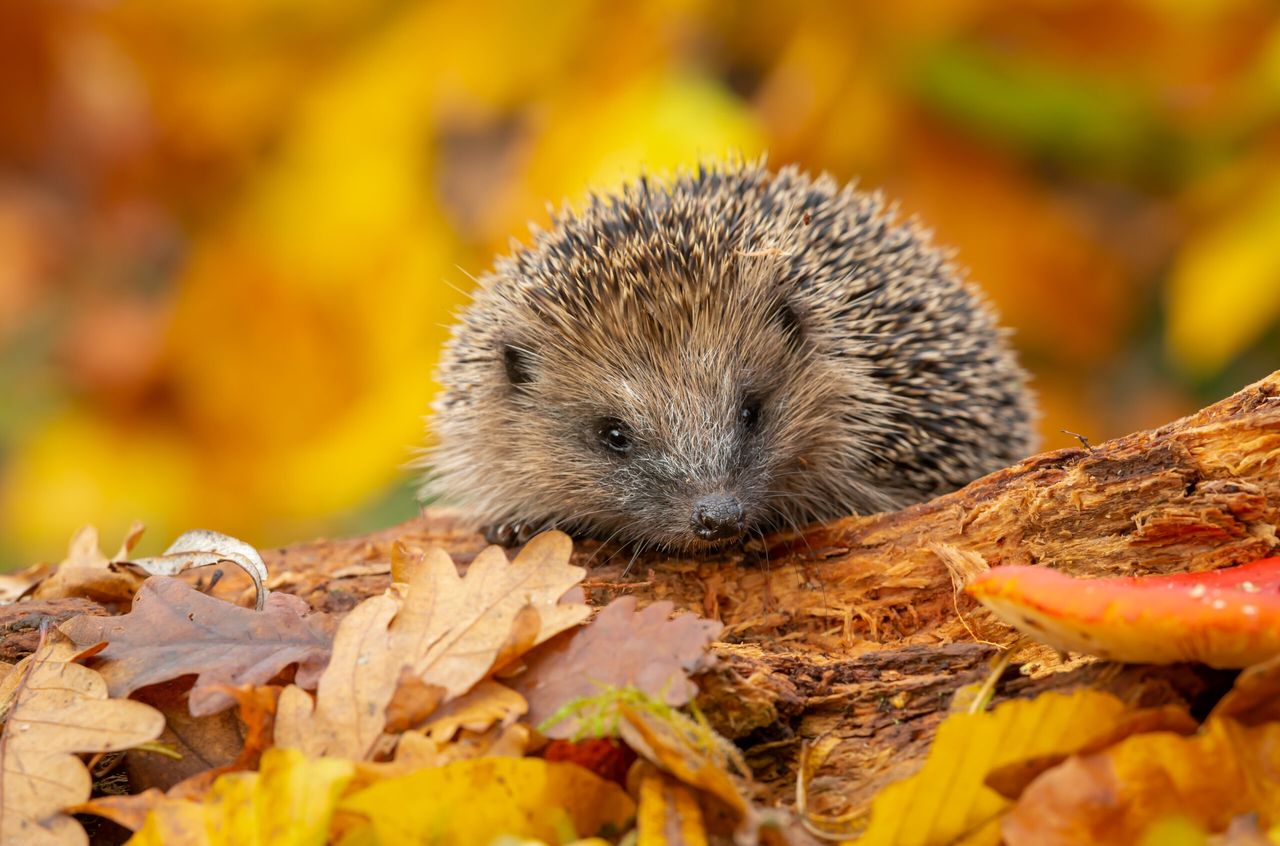 Hard times for hedgehogs.