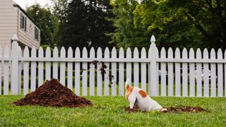 white and tan dog digging holes in the lawn with white picket fence and house
