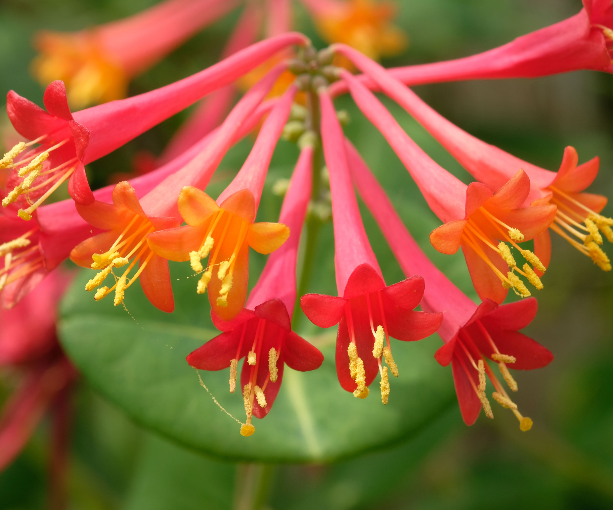 red and orange coral trumpet honeysuckle flowers