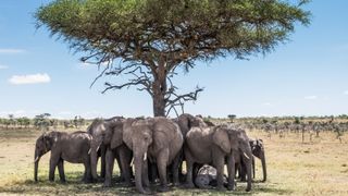 Elephants under a tree in the Maasai