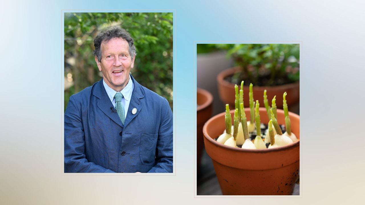  composite of monty don and a pot of garlic growing