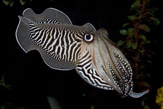 Color-Changing Cuttlefish