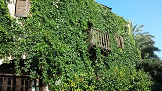 Biophilic design: ivy covered balcony