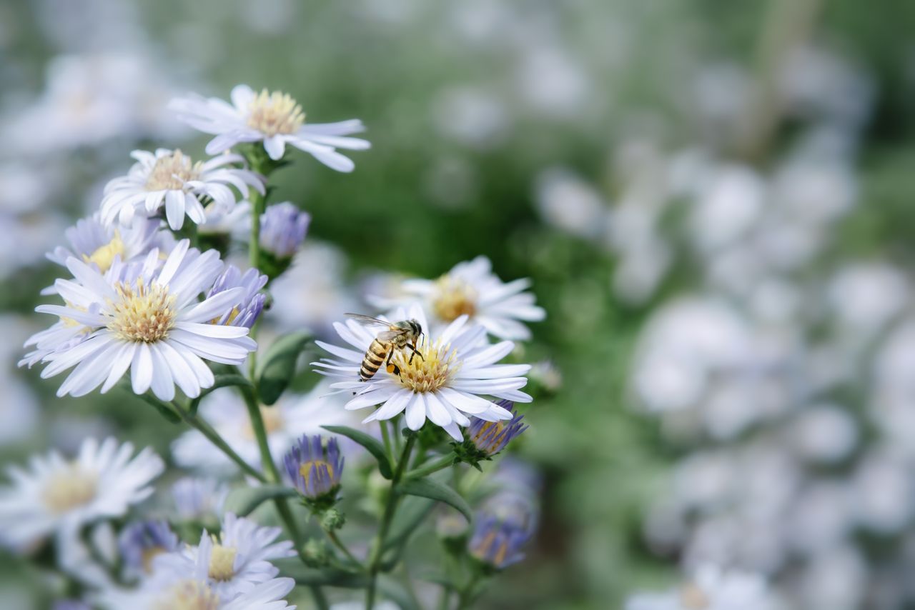 Close up of a hoverfly on a flower in a garden