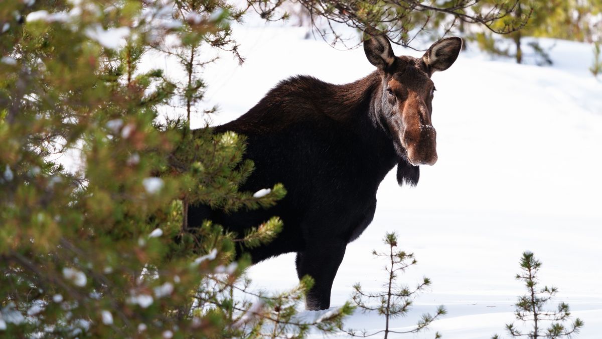 Moose standing in snow, Colorado, USA