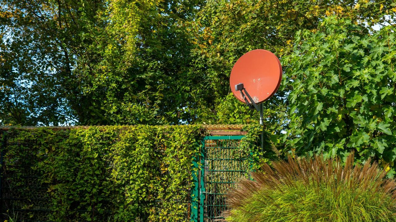 Red satellite dish on ivy covered wall of garden