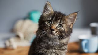 A house cat and its puny, puny brain.