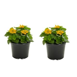 Expert Gardener 3qt Yellow Zinnia Annual Plant Gower Pot Sun (2 Pack)