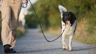 a large dog walks on a loose leash