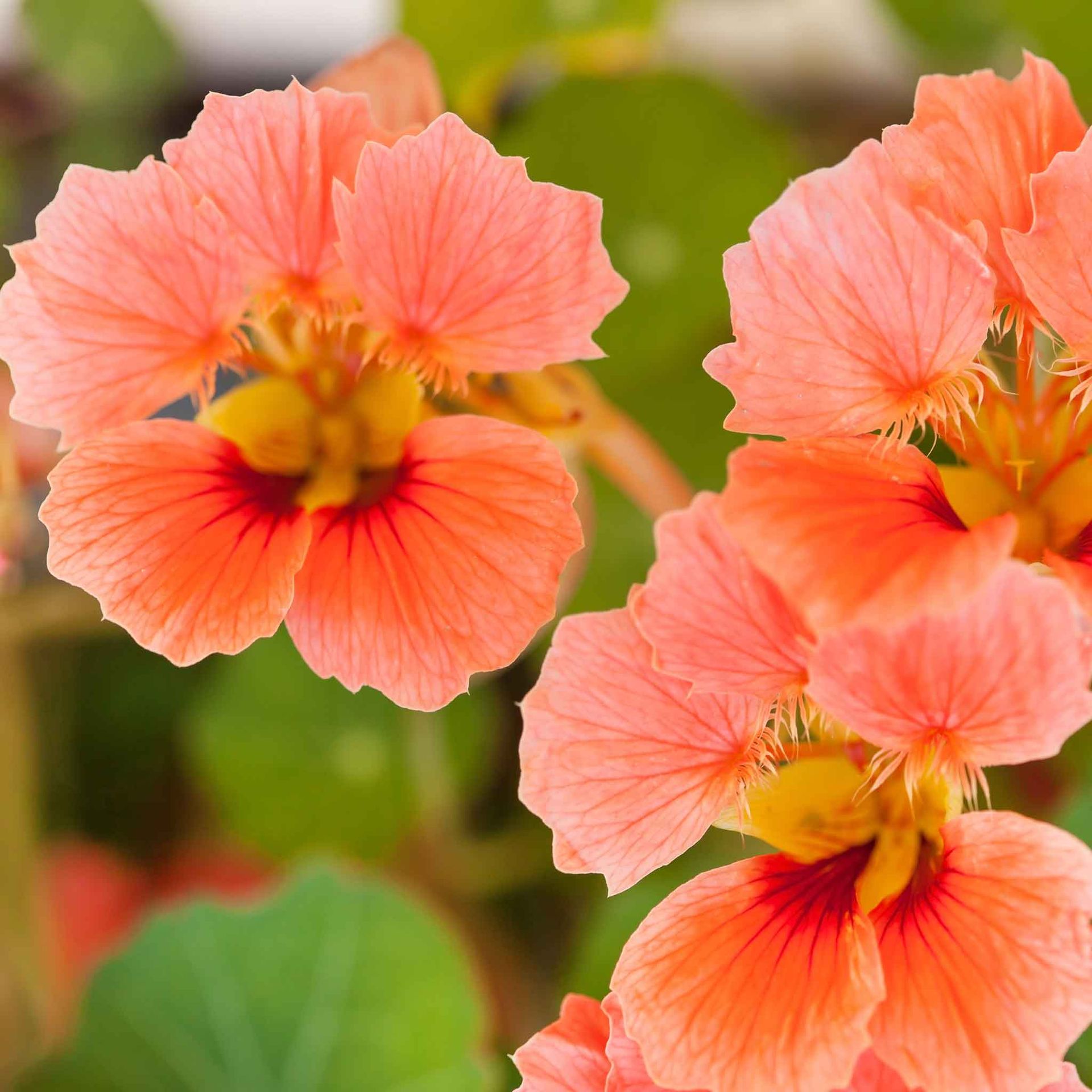 Nasturtium Seeds - Vesuvius
