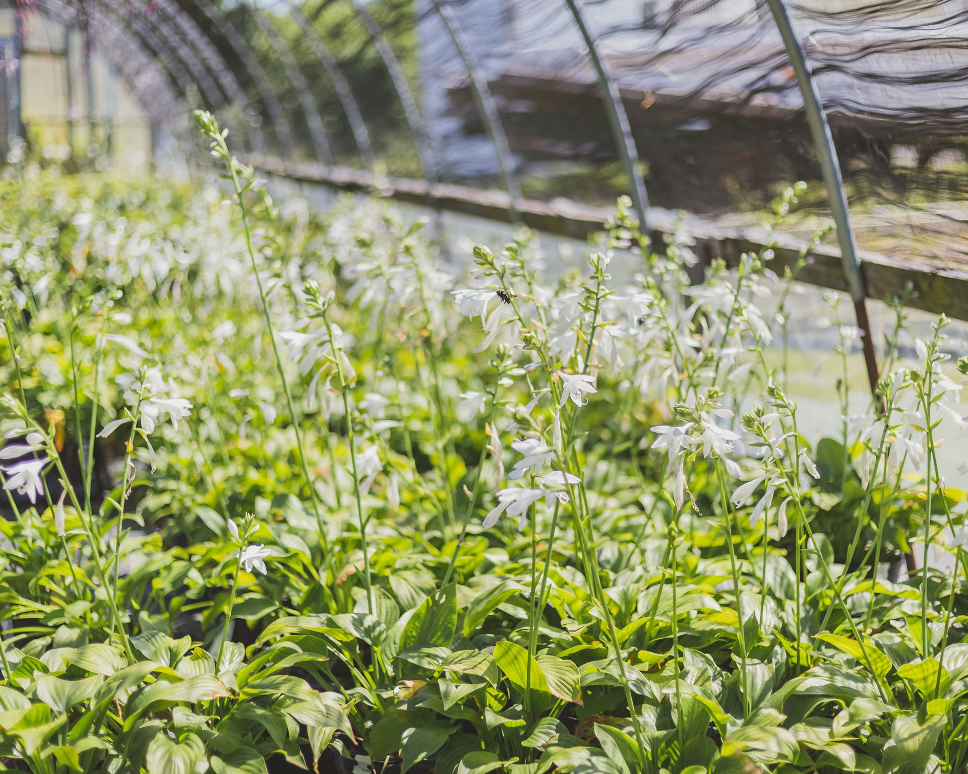 Tropical garden with hostas