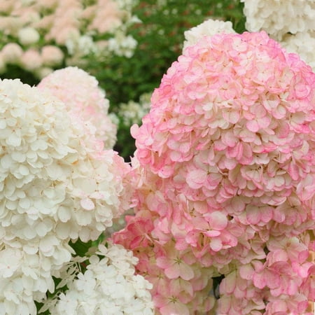 Brighter Blooms - Vanilla Strawberry Hydrangea Shrub, 2 Gal. - No Shipping to Az