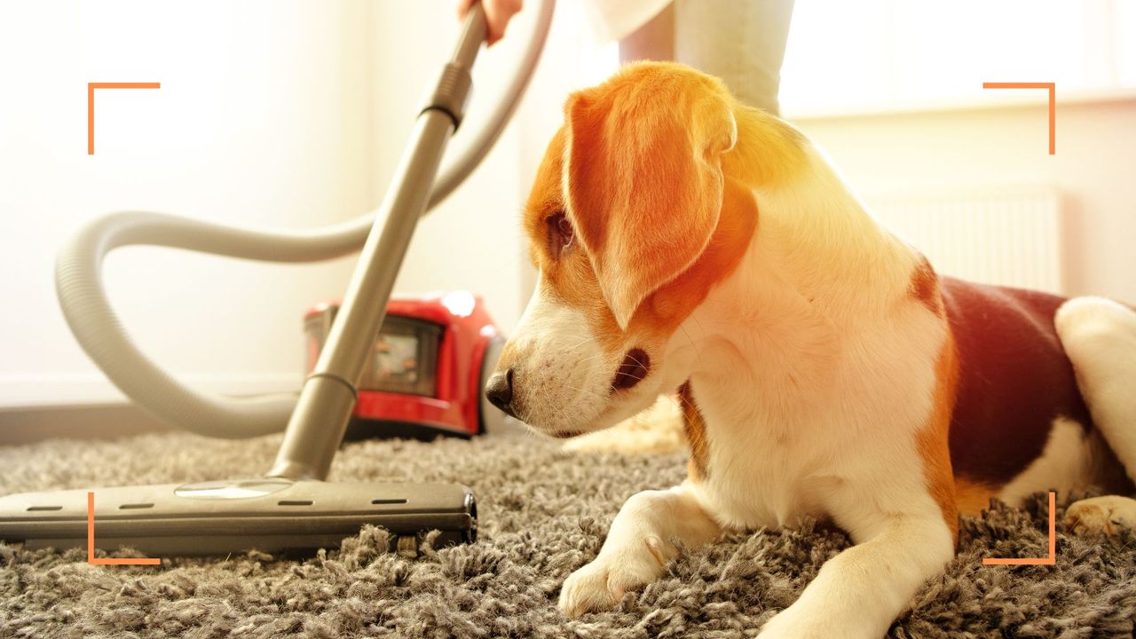 Person vacuuming rug with a dog sat beside to show how to get rid of fleas in the house