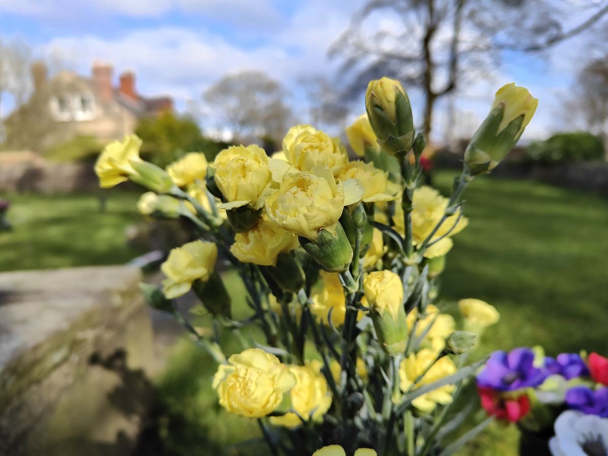 Oppo Find X5 camera sample showng yellow flowers close up