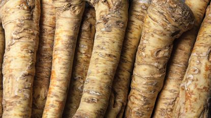 roots harvested in the fall from knowing how to grow horseradish