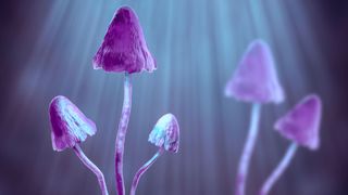 illustration of purple magic mushrooms with thin stems and pointed caps