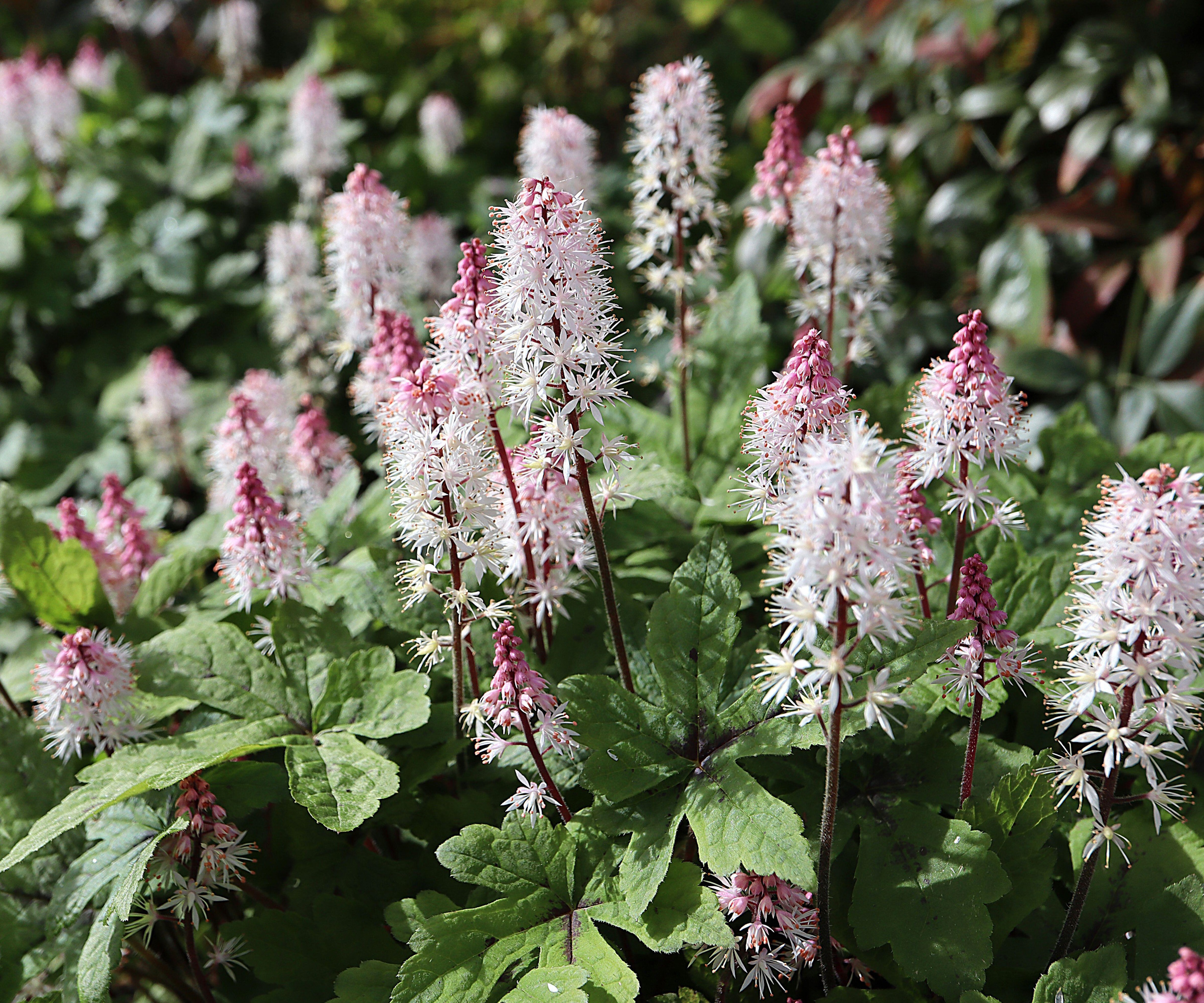 Tiarella ‘Wherryi’ foam flower