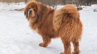 Tibetan Mastiff stood in the snow