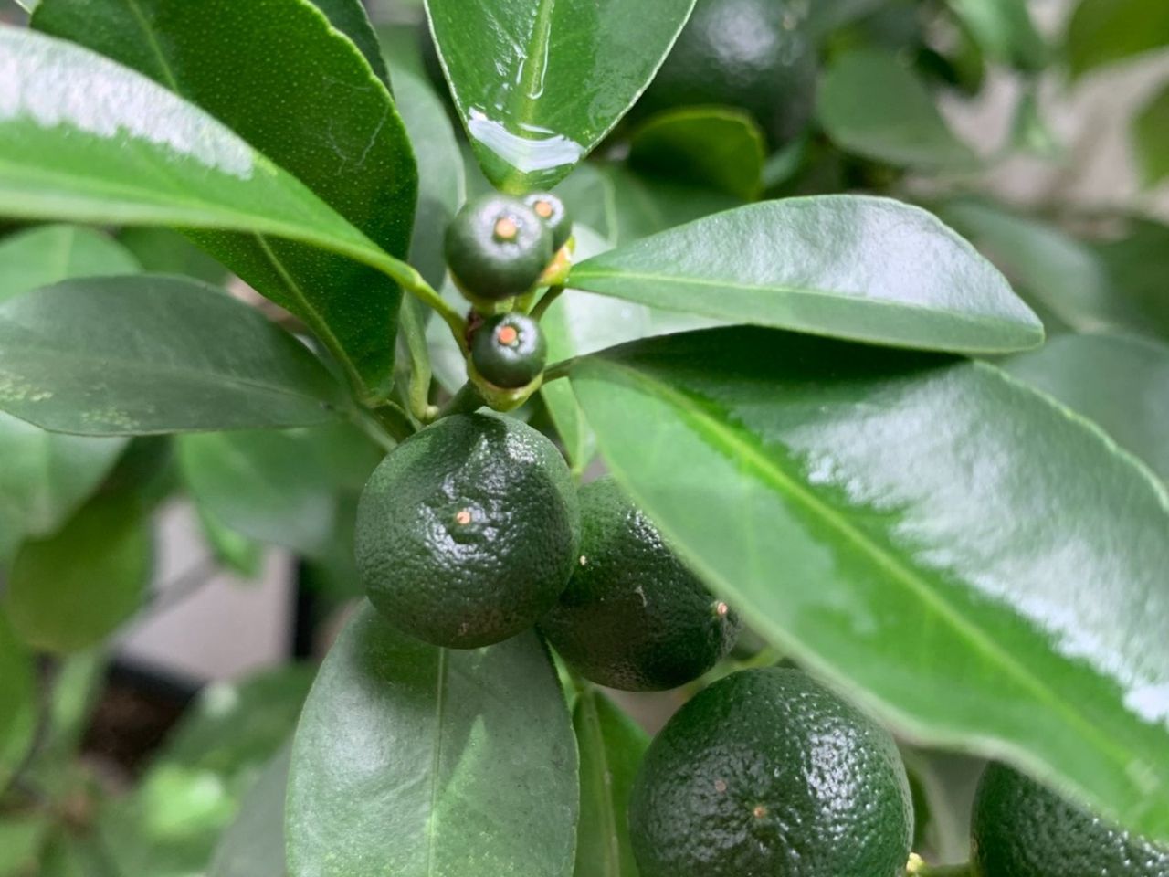 Leaf Drop On A Lime Tree