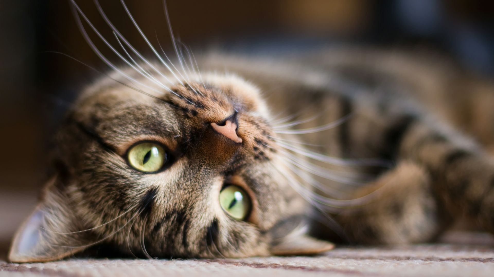 American shorthair lying on carpet