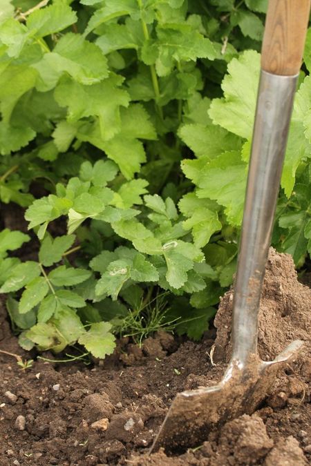 parsnips soil