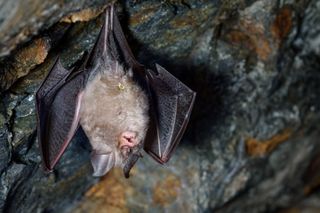 A lesser horseshoe bat (Rhinolophus hipposideros).