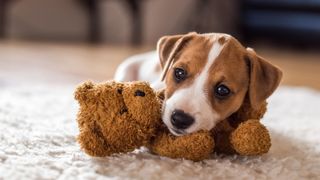 puppy with teddy toy