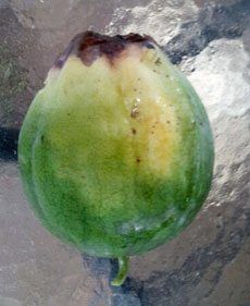 Blossom End Rot On A Melon