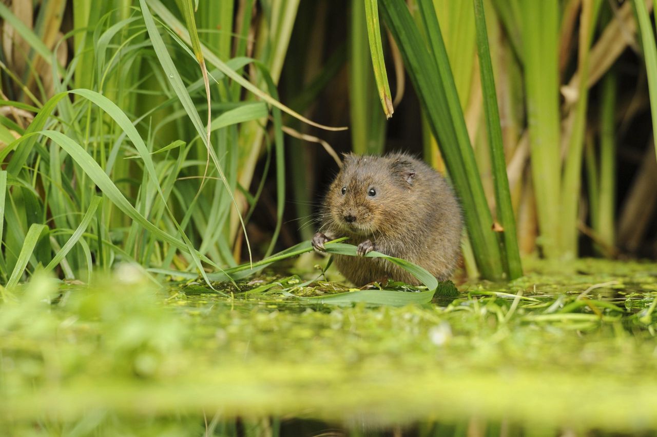 Water voles should benefit under the new scheme.