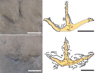 Two photos of fossil bird prints with diagrams adjacent, showing a clear outline of the tracks