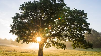 Sun shining through the branches of a tree in a field