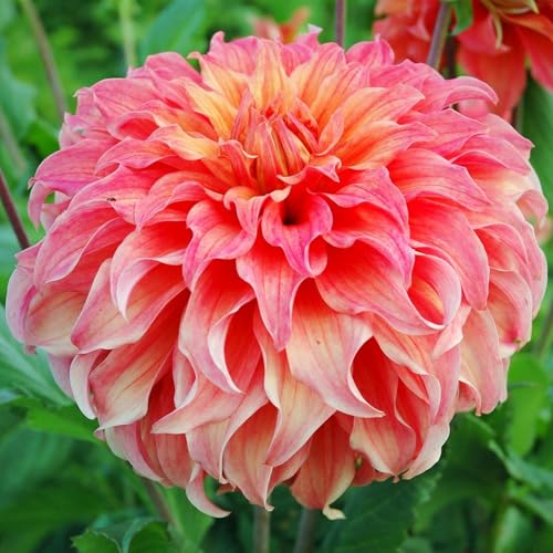 Easy to Grow Dahlia Wyn's Moonlight Sonata 3 Clumps of Tubers - Large Coral Pink Blooms in Summer to Fall, Plant Flower Bulbs in Spring