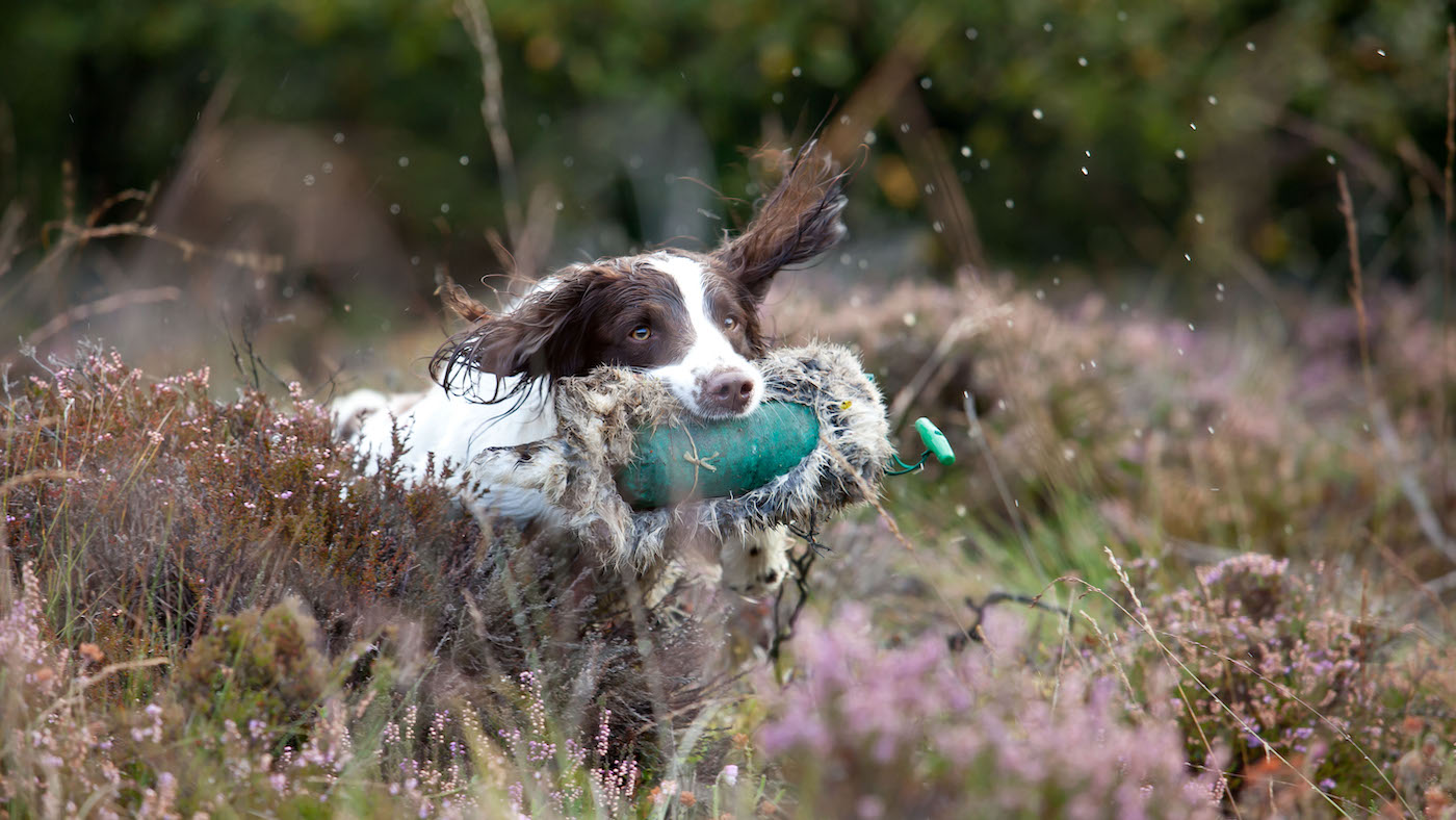 Springer spaniel gundog breed retrieving dummy in heather