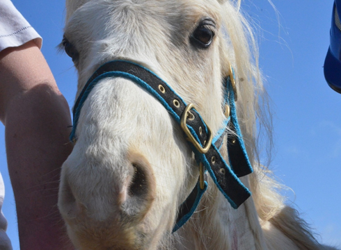 Goldie Rescue 4