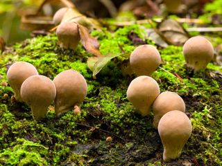 mushroom pear-shaped puffballs in garden